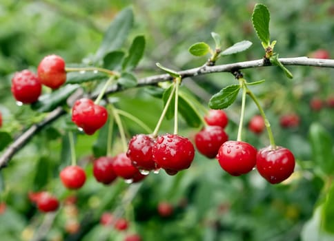 cherry with rain drops on the branches on blurred nature background