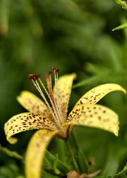 yellow tiger Lily with raindrops on the petals early cloudy morning, soft focus