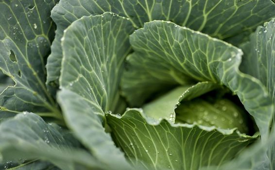 dew on cabbage leaves in the garden