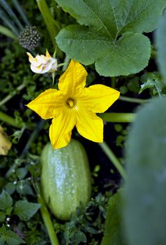 blooms zucchini in the garden, a large yellow flower