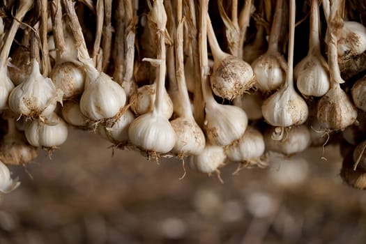 Garlic is tied up to be ready for distribution to the customer or To propagate in the growing season.