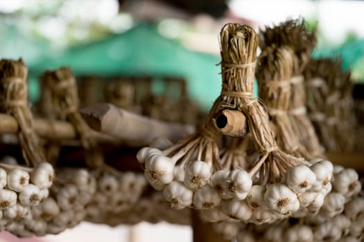 Garlic is tied up to be ready for distribution to the customer or To propagate in the growing season.