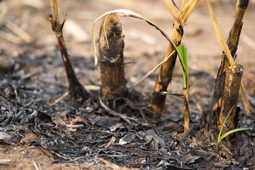 Stump of sugarcane Growing after being burned from the farmer's harvest.