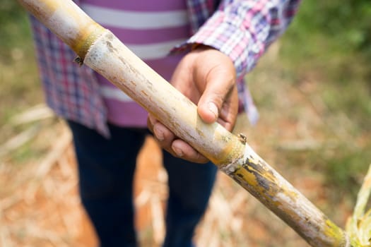 Farmers hold sugarcane in hand.