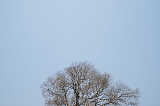 The branches of dead trees illustrate the drought.