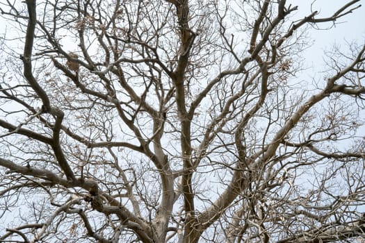 The branches of dead trees illustrate the drought.