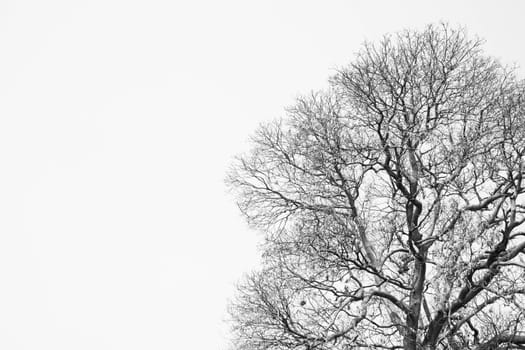 The branches of dead trees illustrate the drought.