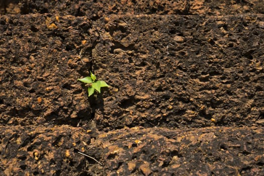 sapling at Ancient City thailand