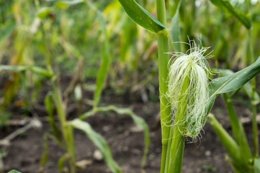 Young corn plant farming country  in Thailand