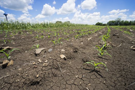 sapling corn on soil in garden