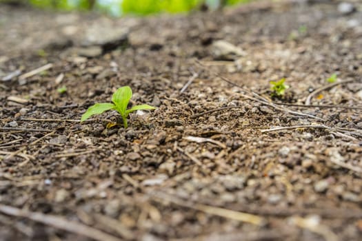 Green sprouts growing out from soil in the morning light