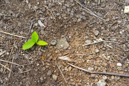 Green sprouts growing out from soil in the morning light