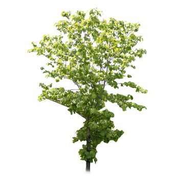 tree isolated clipping path