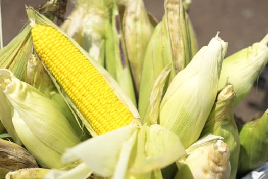 Close up corn plant farming country  in Thailand