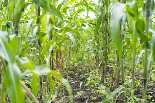 Young corn plant farming country  in Thailand