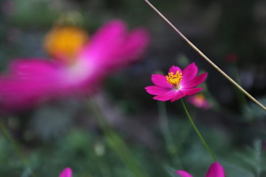 Pink flower Sulfur Cosmos