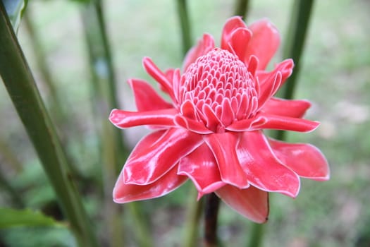 Pink flower etlingera elatior background, closeup photo.