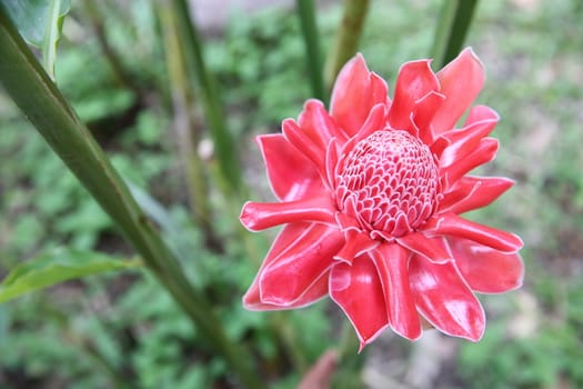 Pink flower etlingera elatior background, closeup photo.