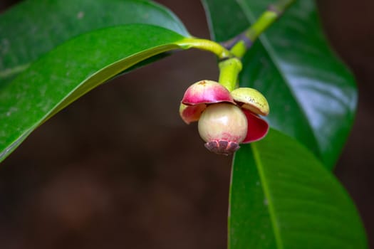 Young mangosteen is not eaten yet.