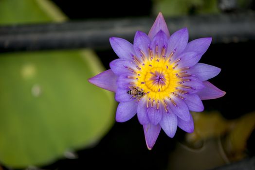 Closeup bee looking for honey from flower lotus purple and yellow