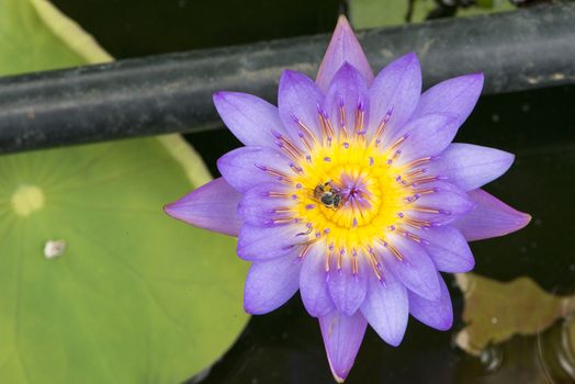 Closeup bee looking for honey from flower lotus purple and yellow