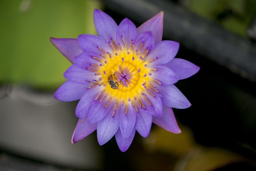 Closeup bee looking for honey from flower lotus purple and yellow