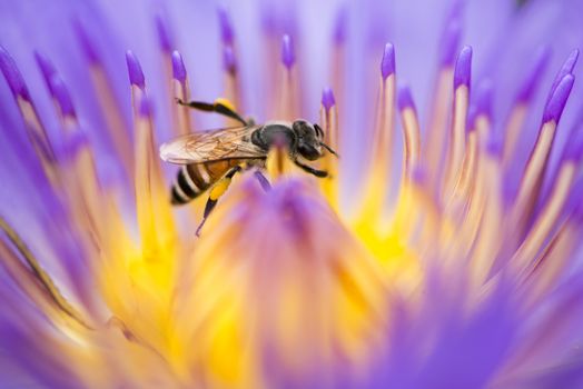 Closeup bee looking for honey from flower lotus purple and yellow