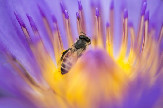 Closeup bee looking for honey from flower lotus purple and yellow