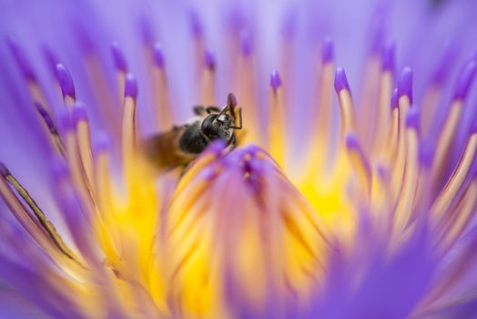 Closeup bee looking for honey from flower lotus purple and yellow