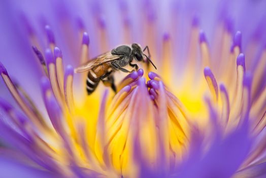 Closeup bee looking for honey from flower lotus purple and yellow