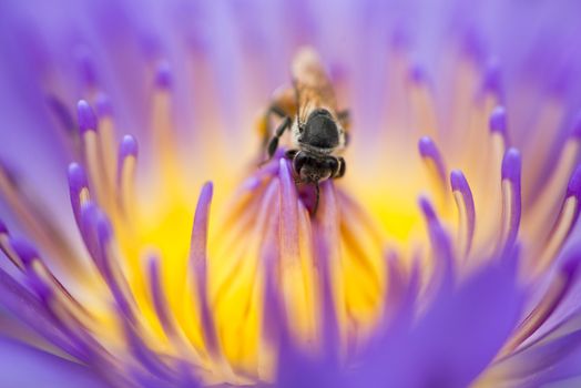 Closeup bee looking for honey from flower lotus purple and yellow
