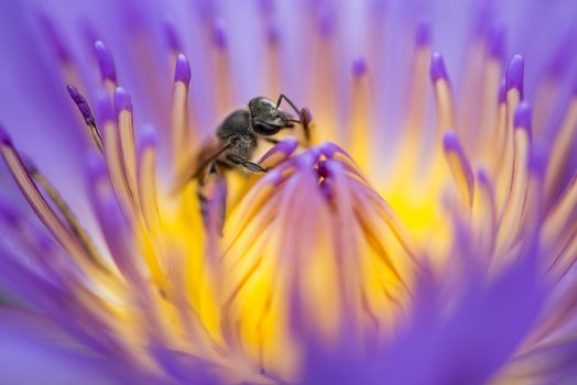 Closeup bee looking for honey from flower lotus purple and yellow