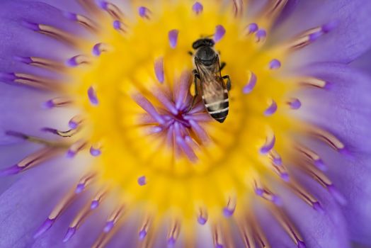 Closeup bee looking for honey from flower lotus purple and yellow