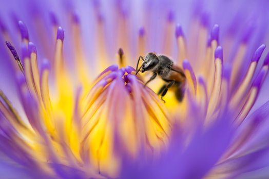 Closeup bee looking for honey from flower lotus purple and yellow