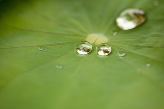 Water drop on a lotus leaf green leaf 