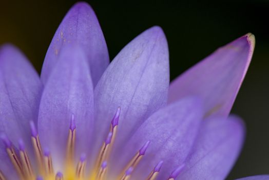 Lobe of lotus purple flower on background black.Use for background.