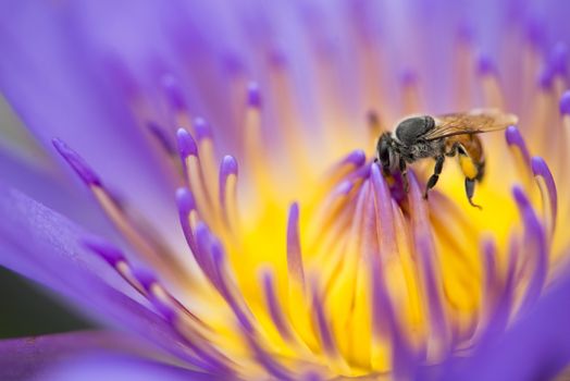 Closeup bee looking for honey from flower lotus purple and yellow