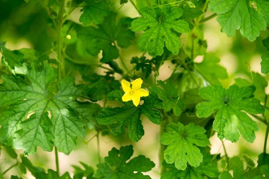 Flowers of beautiful yellow Bitter Gourd Chinese. The insect bites to pollinate.