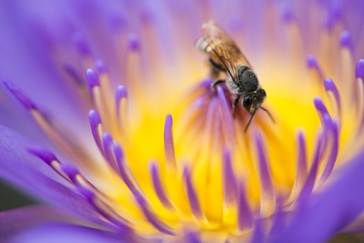 Closeup bee looking for honey from flower lotus purple and yellow