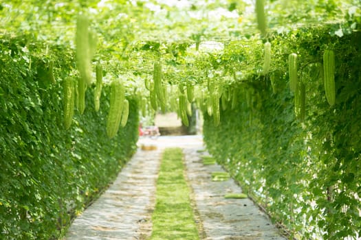 Many people do not like Bitter Gourd Chinese taste, but a lot of benefits.