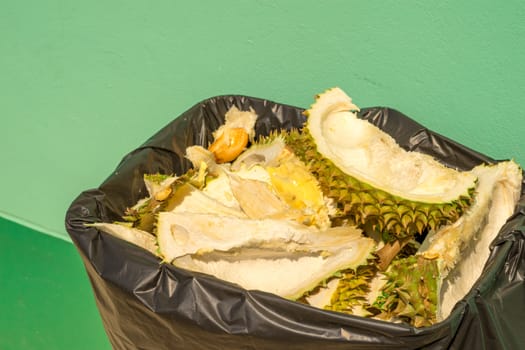 Discard durian peel in trash. Pastel green background