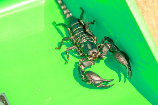 The black scorpion is full of poison at the tail end. If it touches, it can be very painful. If allergies can die