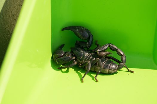 The black scorpion is full of poison at the tail end. If it touches, it can be very painful. If allergies can die