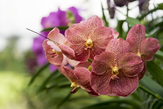 orchid flower beautiful from farm in Thailand.