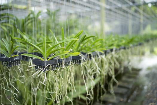 Orchid farm cultivation is a business of passion and love.