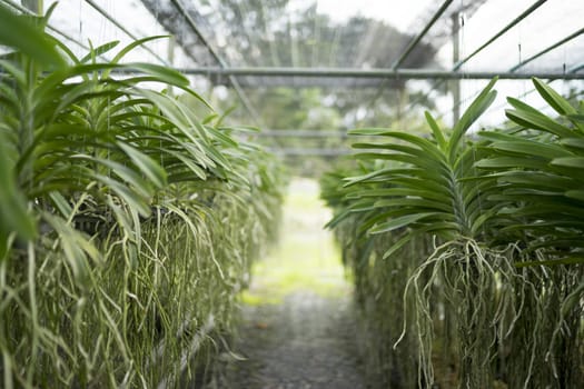 Orchid farm cultivation is a business of passion and love.