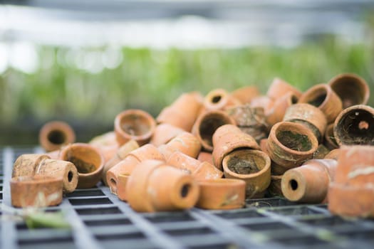 Small pots are placed to prepare the tree.