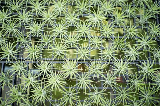 Tillandsia or Diminutive Pineapple is a hobby. Many small ornamental plants.