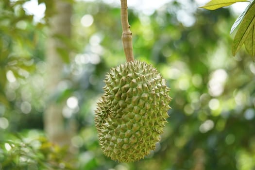 Durian was honored to be the king of fruit. Fruits grown in Chumphon, southern Thailand.