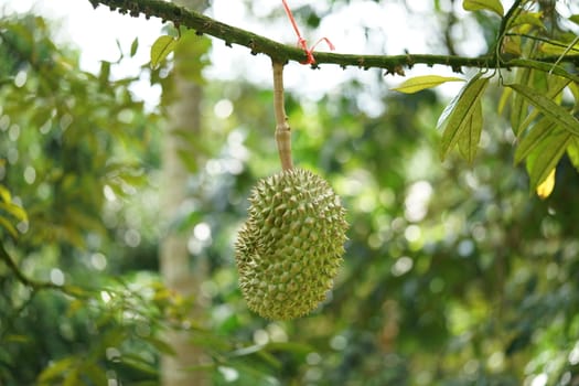 Durian was honored to be the king of fruit. Fruits grown in Chumphon, southern Thailand.